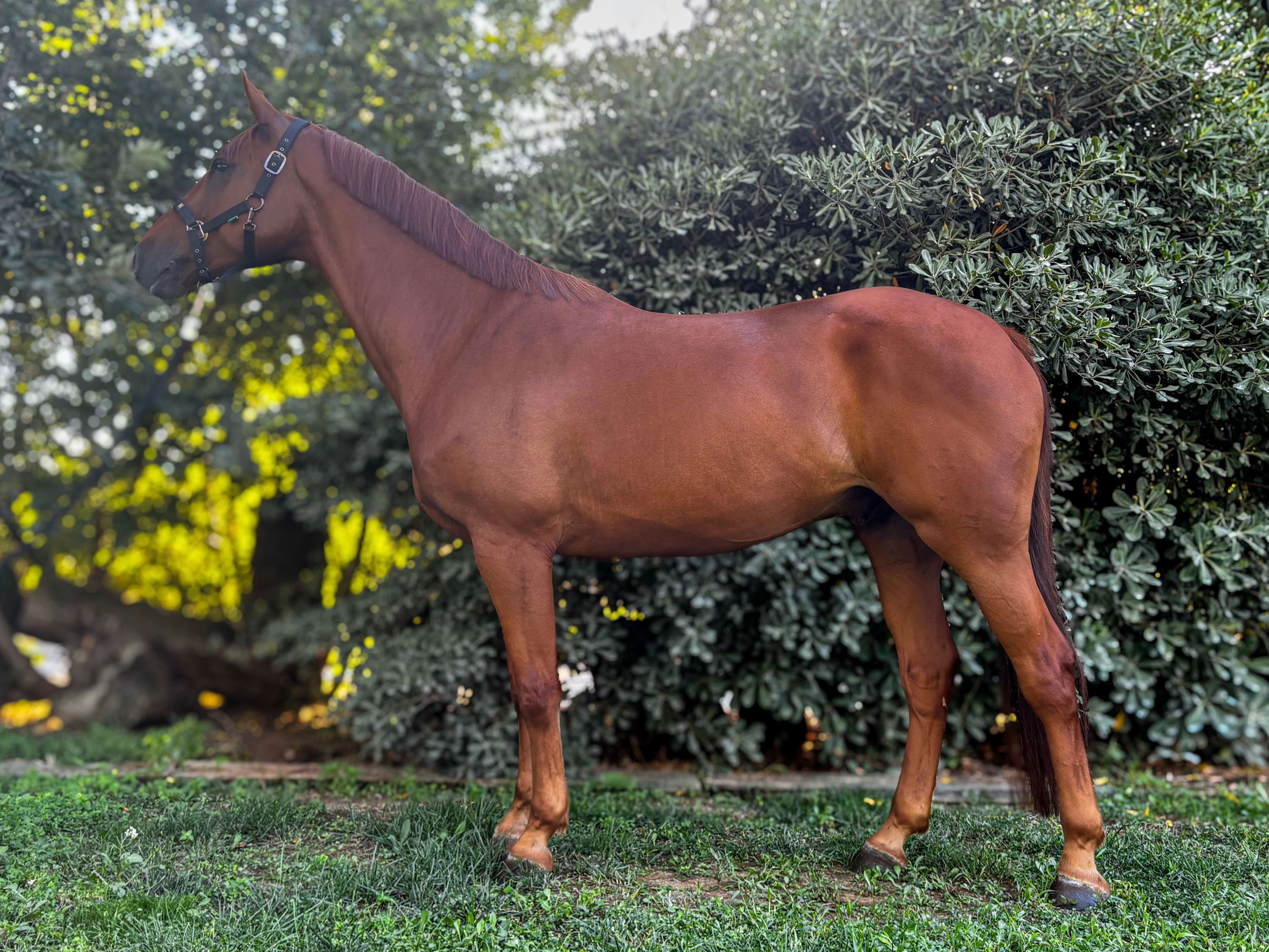 horse